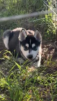 Ryu, a male Siberian Husky for sale in Oxford, WI – 10 of 10
