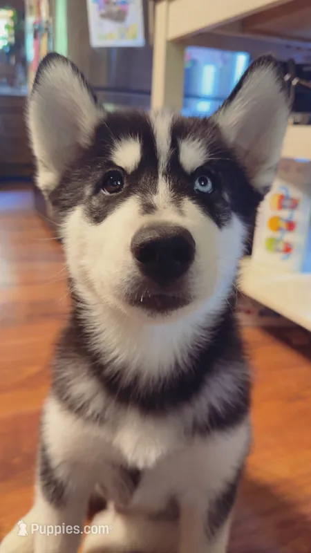 Arashi – Siberian Husky puppy for sale in Oxford, WI
