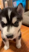 Ryu, a male Siberian Husky for sale in Oxford, WI – 5 of 8
