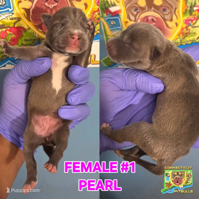 PEARL – American Bully puppy for sale in Windsor, CT