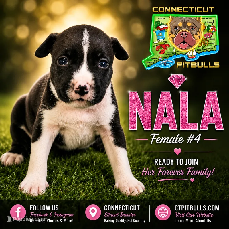 NALA – American Bully puppy for sale in Windsor, CT