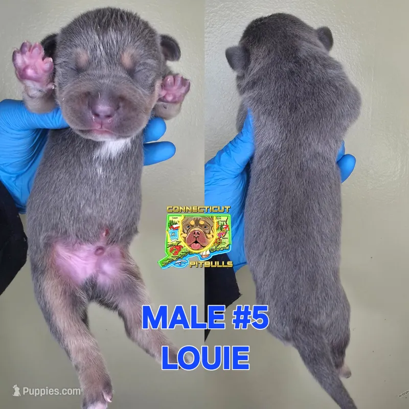 LOUIE – American Bully puppy for sale in Windsor, CT