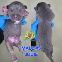 LOUIE, a male American Bully for sale in Windsor, CT – 1 of 2