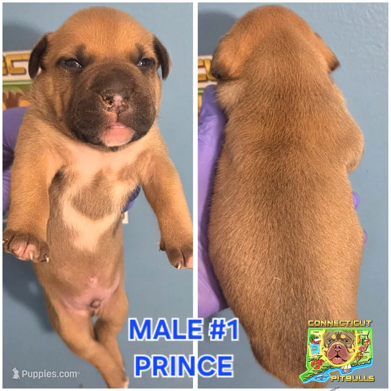 PRINCE – American Bully puppy for sale in Windsor, CT