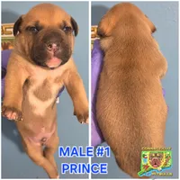 PRINCE, a male American Bully for sale in Windsor, CT – Photo 1 of 2