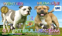 CHLOE, a female American Bully for sale in Windsor, CT – 2 of 2