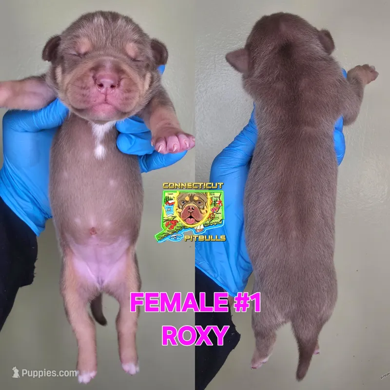 ROXY – American Bully puppy for sale in Windsor, CT
