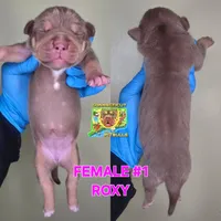 ROXY, a female American Bully for sale in Windsor, CT – 1 of 2