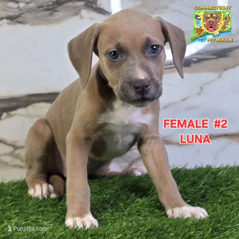 LUNA – American Bully puppy for sale in Windsor, CT
