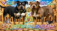 ROXY, a female American Bully for sale in Windsor, CT – 2 of 2