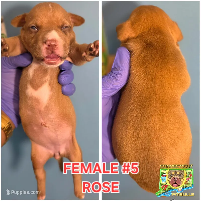 ROSE – American Bully puppy for sale in Windsor, CT