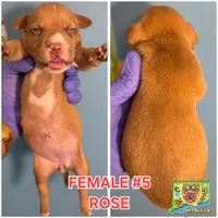 ROSE, a female American Bully for sale in Windsor, CT – Photo 1 of 2