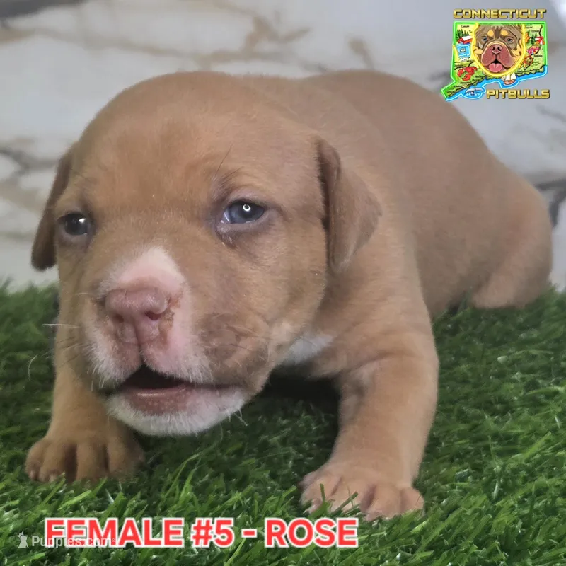 ROSE – American Bully puppy for sale in Windsor, CT
