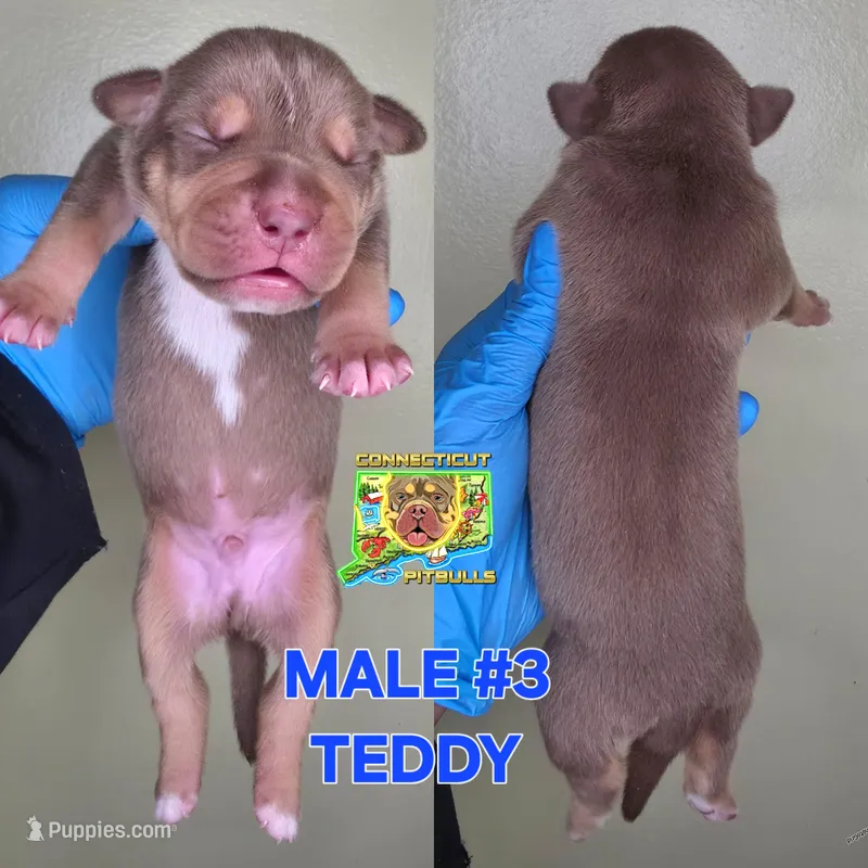 TEDDY – American Bully puppy for sale in Windsor, CT