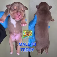 TEDDY, a male American Bully for sale in Windsor, CT – 1 of 2