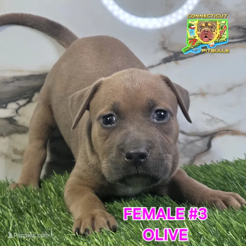 OLIVE – American Bully puppy for sale in Windsor, CT