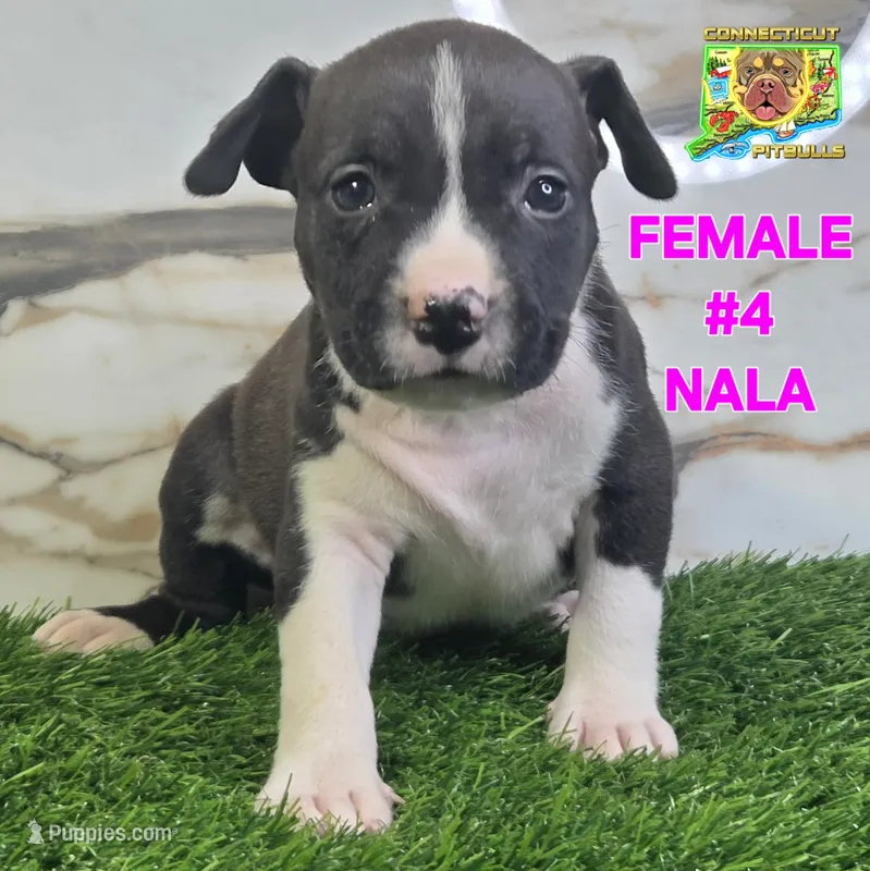 NALA – American Bully puppy for sale in Windsor, CT