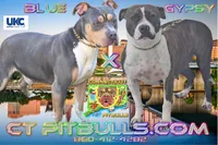 Leo, a male American Bully for sale in Windsor, CT – Photo 3 of 3