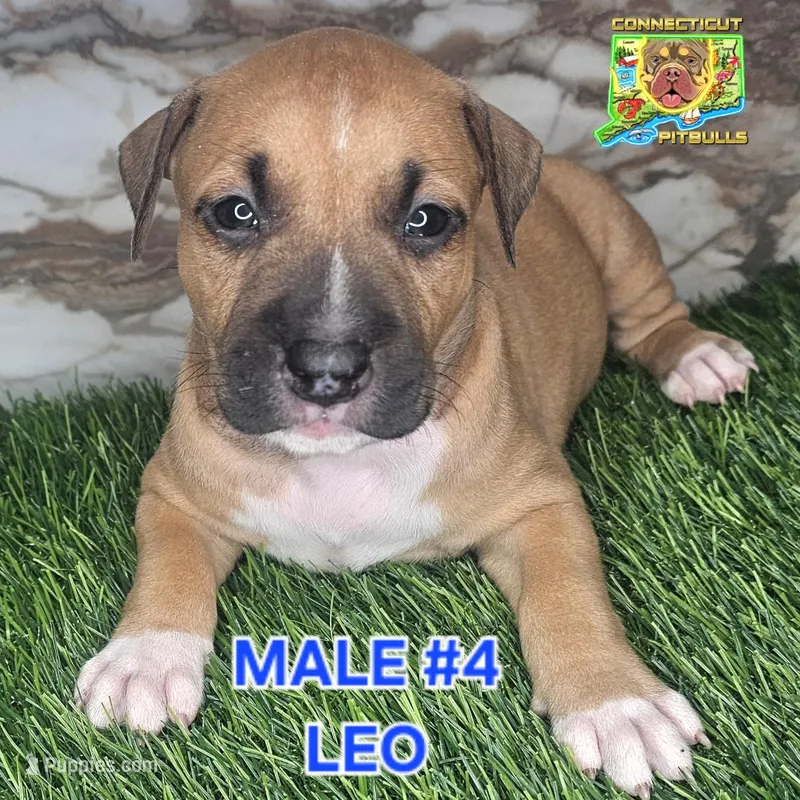 Leo