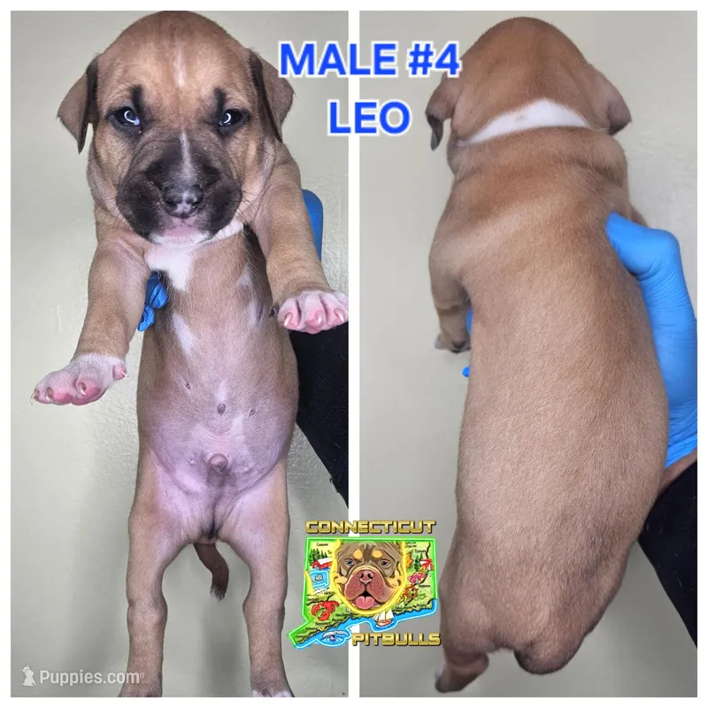 Leo