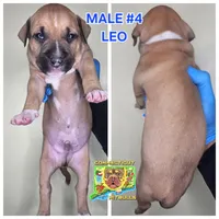 Leo, a male American Bully for sale in Windsor, CT – Photo 1 of 3