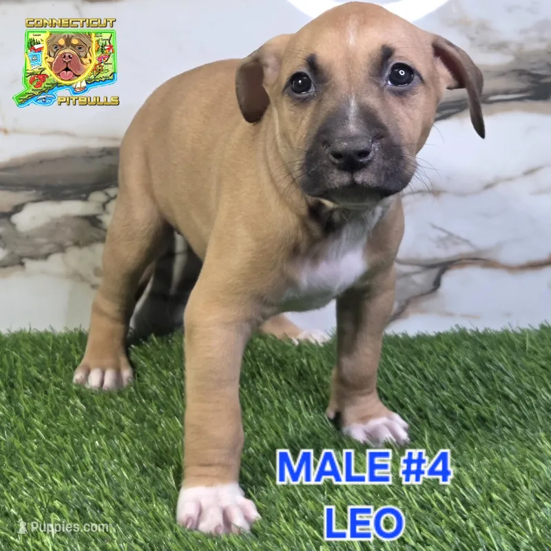 Leo – American Bully puppy for sale in Windsor, CT