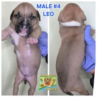 Leo, a male American Bully for sale in Windsor, CT – Photo 2 of 3