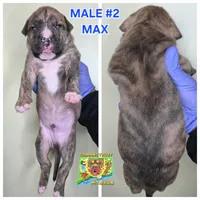 Max, a male American Bully for sale in Windsor, CT – Photo 2 of 3