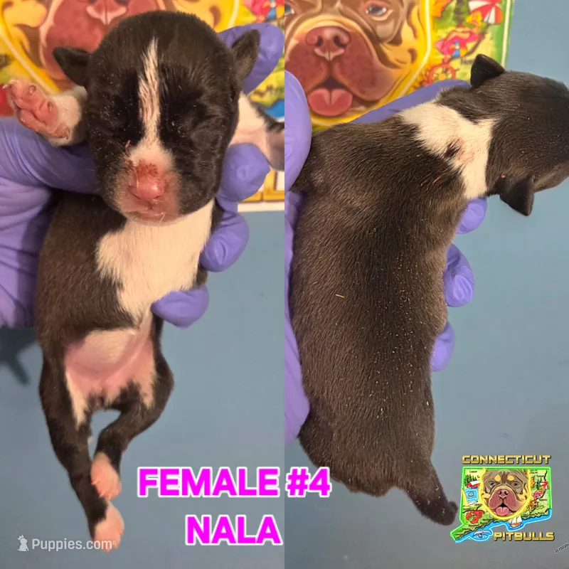 NALA – American Bully puppy for sale in Windsor, CT