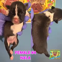 NALA, a female American Bully for sale in Windsor, CT – 1 of 2
