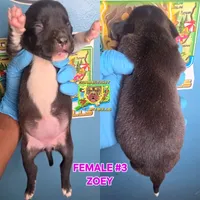 ZOEY, a female American Bully for sale in Windsor, CT – 4 of 7