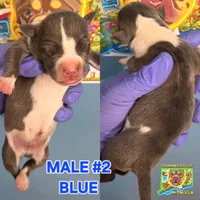 BLUE, a male American Bully for sale in Windsor, CT – 1 of 2