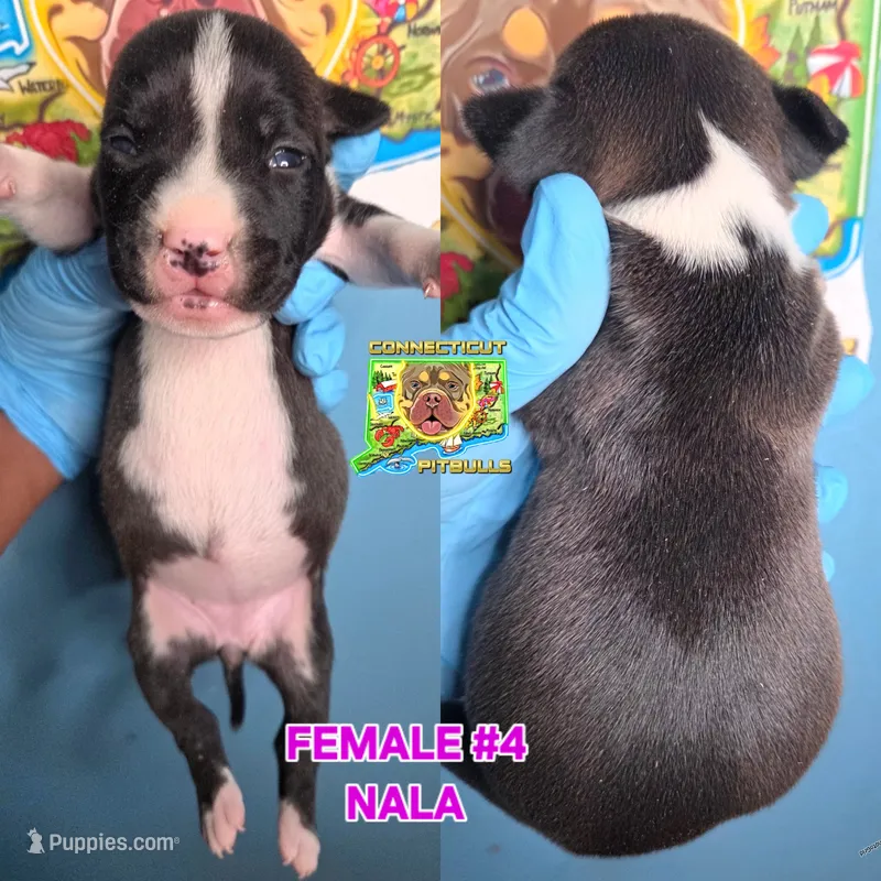 NALA – American Bully puppy for sale in Windsor, CT