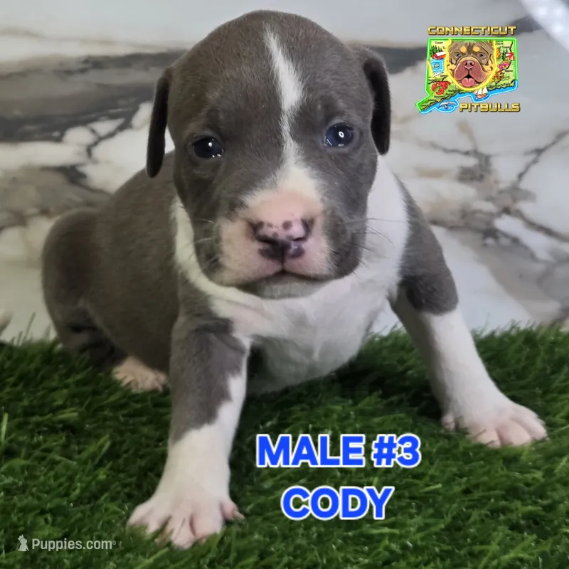 CODY – American Bully puppy for sale in Windsor, CT