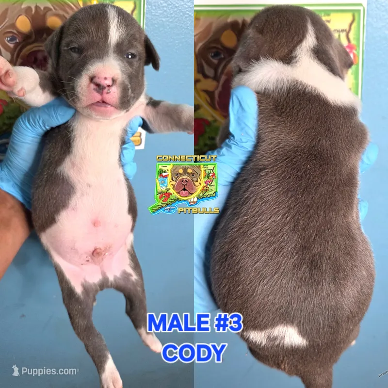 CODY – American Bully puppy for sale in Windsor, CT