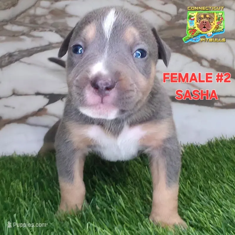 SASHA – American Bully puppy for sale in Windsor, CT