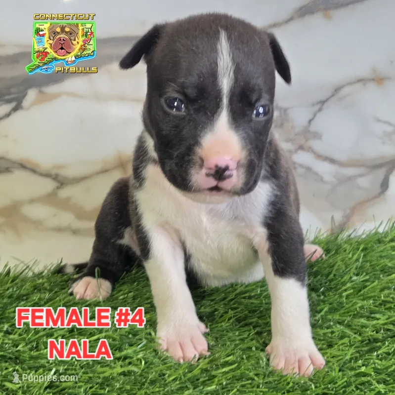 NALA – American Bully puppy for sale in Windsor, CT