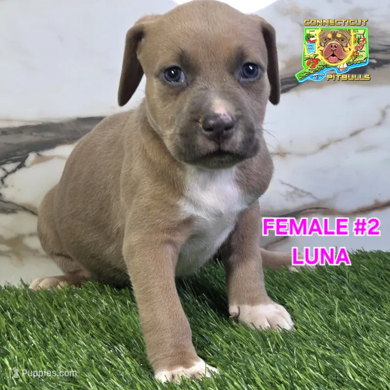 LUNA – American Bully puppy for sale in Windsor, CT