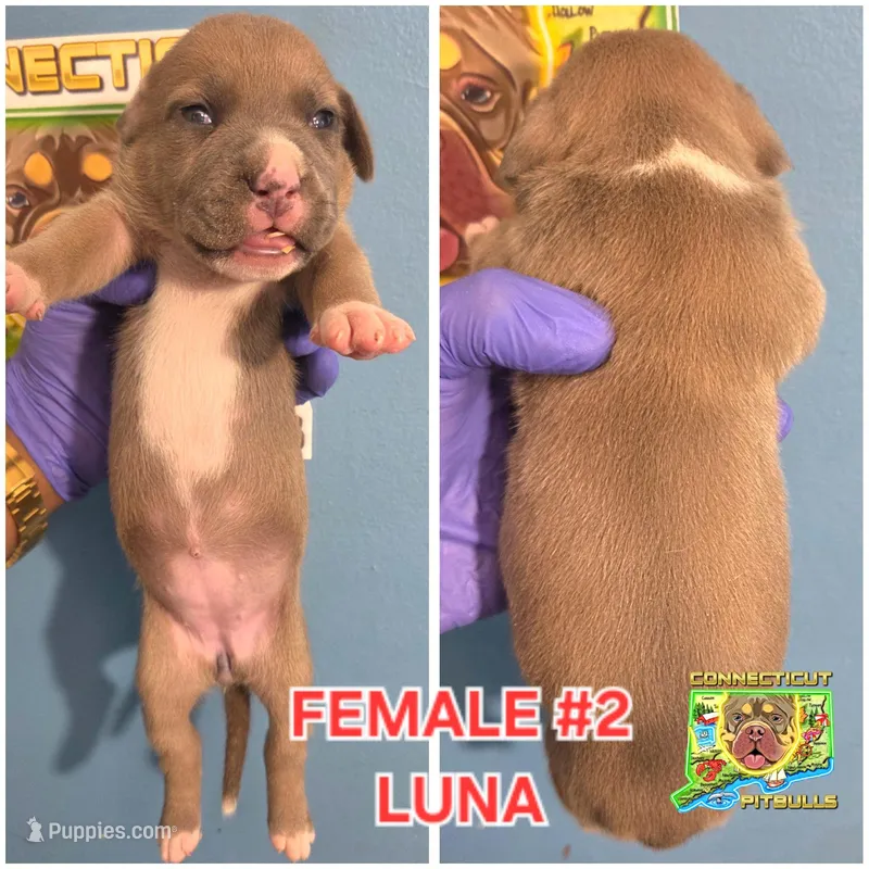 LUNA – American Bully puppy for sale in Windsor, CT