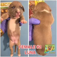 LUNA, a female American Bully for sale in Windsor, CT – Photo 1 of 2