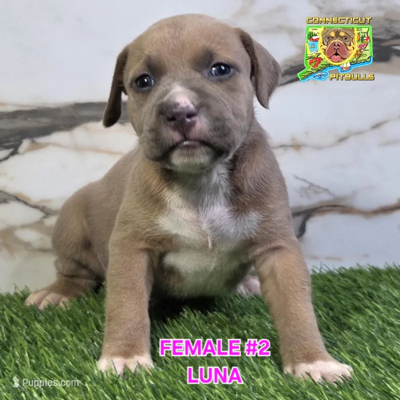 LUNA – American Bully puppy for sale in Windsor, CT