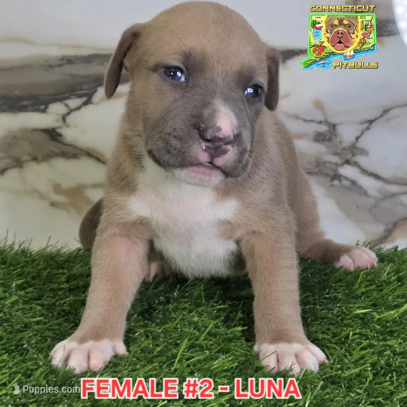 LUNA – American Bully puppy for sale in Windsor, CT