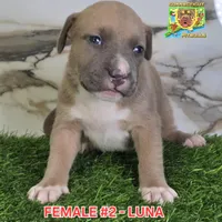 LUNA, a female American Bully for sale in Windsor, CT – 4 of 6