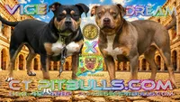 ACE, a male American Bully for sale in Windsor, CT – 2 of 2