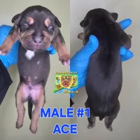 ACE, a male American Bully for sale in Windsor, CT – 1 of 2