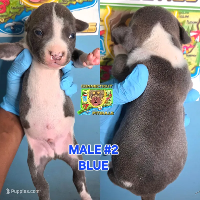 BLUE – American Bully puppy for sale in Windsor, CT