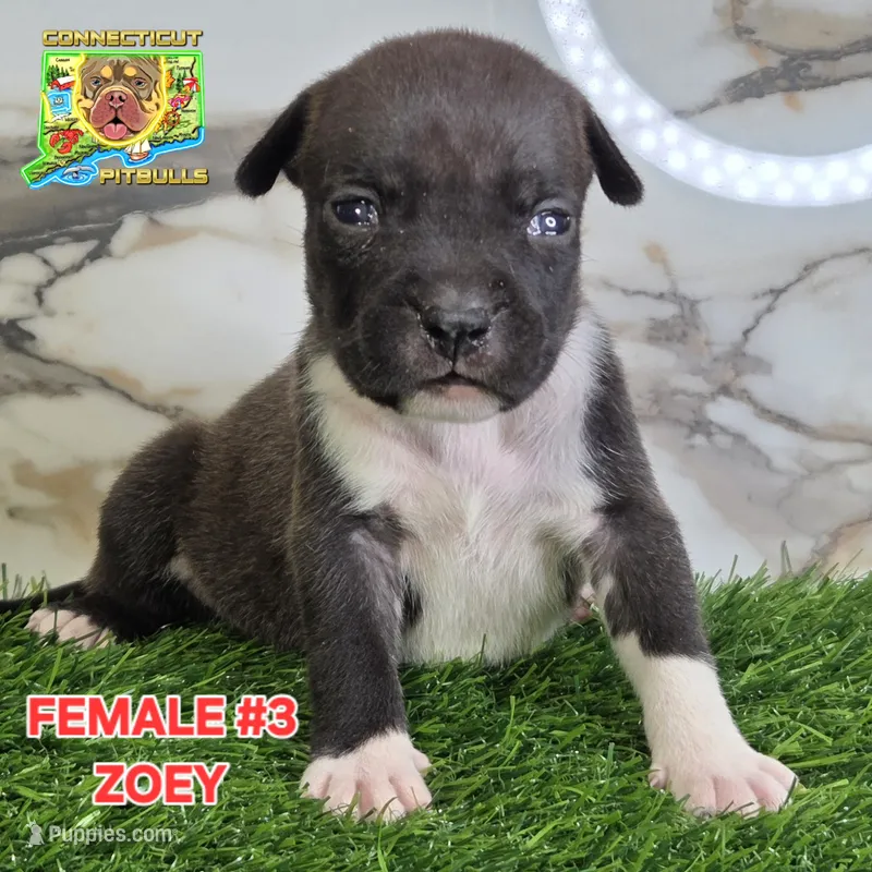 ZOEY – American Bully puppy for sale in Windsor, CT