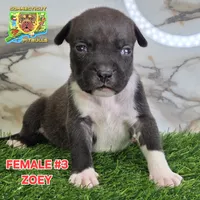 ZOEY, a female American Bully for sale in Windsor, CT – 3 of 7
