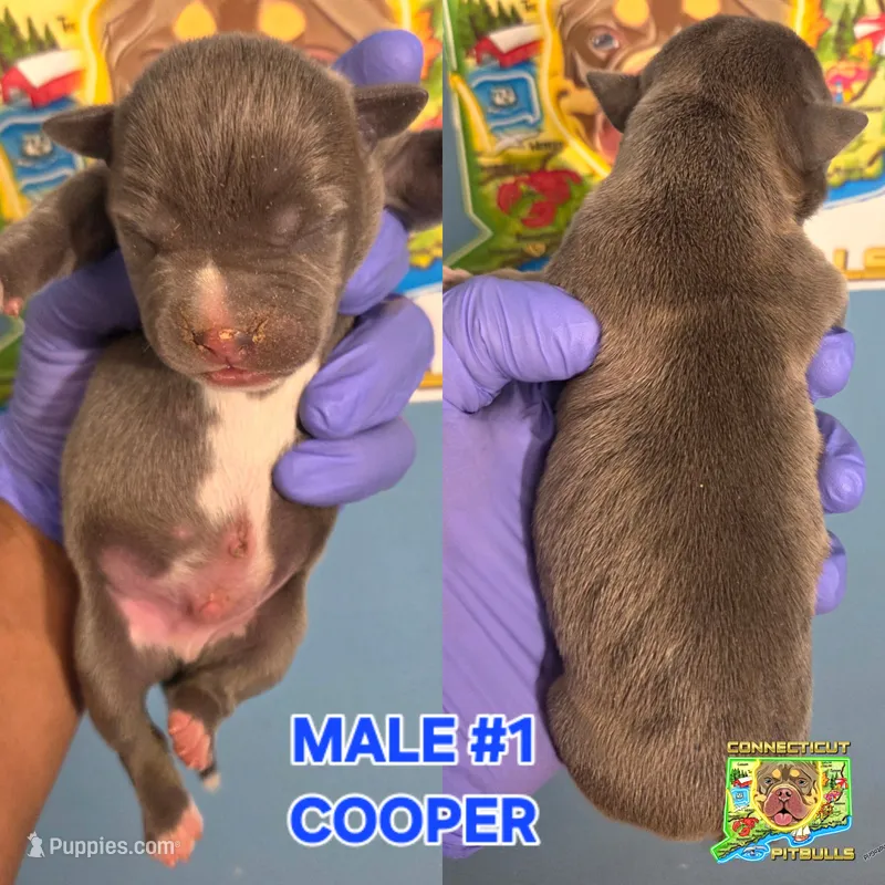 COOPER – American Bully puppy for sale in Windsor, CT