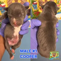 COOPER, a male American Bully for sale in Windsor, CT – 1 of 2